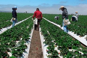 California Farms In E Coli Probe