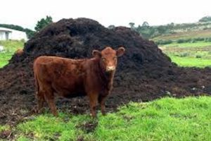 Cattle Manure In Spinach