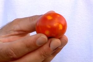 Salmonella Outbreak Tainted-Tomatoes