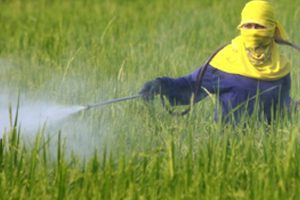 risk using insecticides and pesticides