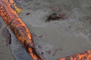 Bp Oil Spill, Offshore Regulator