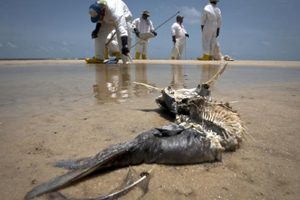 bp oil spill impact on wildlife