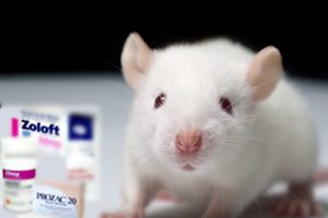 Ssri antidepressants cause autism traits in study rats