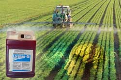 Prenatal exposure to a common pesticide has been linked to brain changes, according to an emerging study  The pesticide, chlorpyrifos, which was banned in 2001 by the Environmental Protection Agency (EPA) for residential use, is still allowed for use on crops and can be sprayed in public places, said WebMD. In 2007, the Natural Resources Defense Council (NRDC) petitioned the EPA to ban chlorpyrifos in agricultural use; the EPA is reviewing chlorpyrifos use in agriculture.