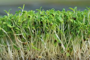 Salmonella outbreak prompts urgent recall of alfalfa sprouts