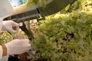 Rare e. coli strain found in romaine lettuce