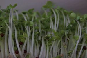 Amalgamated produce sprout recall expanded