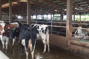Whittier Farms Dairy