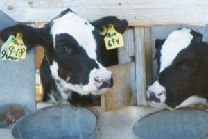 Listeria in whittier farms milk kills two in massachusetts