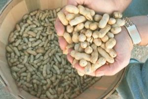 More peanut corp. salmonella cases reported