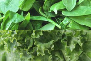 E. coli outbreak from fresh spinach has usda mulling new leafy green regulations