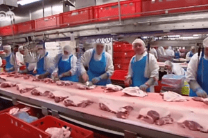 Pork workers disease said to be new illness