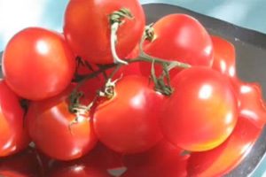 Raw Tomatoes