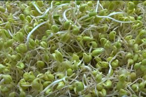 Salmonella victim sues sprout and seed firms