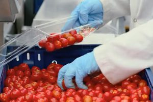 Salmonella tomatoes now blamed for 552 illnesses