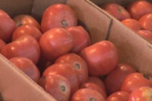 Tomato Salmonella Cases Jump to 383