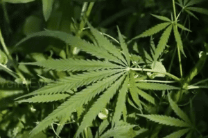 Marijuana for Medical Purposes