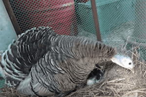 Tainted Turkey
