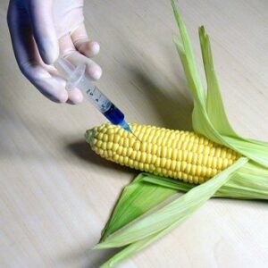 Liver Failure from Genetically Modified Crops