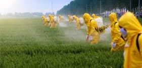 Workers spray Roundup wearing protective suits to guard against getting lymphoma