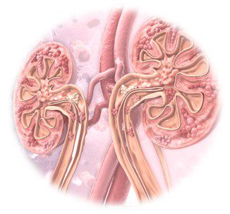 renal systems