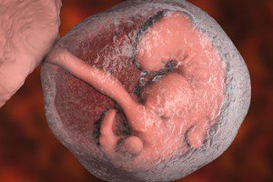 Alertec and Generic Modafinil Drugs May Cause Fetal Congenital Disorders