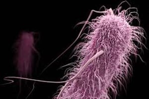 FDA Never Approved Scopes Implicated in Superbug Outbreak
