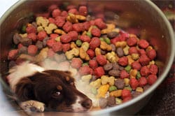 More Firms Recall Dog Food For Possible Salmonella