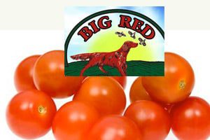big-red-tomato-salmonella-risk