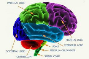 chemical-linked-to-brain-disorders