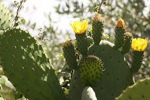 dangerous-pesticide-edible-cactus