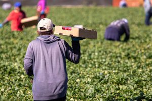 Farmworkers file lawsuits over the epa’s approval of paraquat