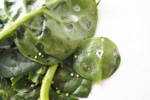 Lidl frozen chopped spinach listeria lawsuits