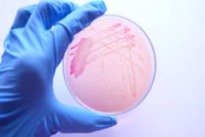 Lyons magnus bacteria cronobacter sakazakii contamination recall