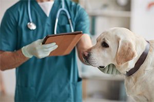 ‘forever chemicals’ pfas detected in blood of domestic dogs and horses